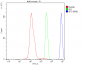Anti-CRM1 XPO1 Antibody Picoband™ (monoclonal, 5G3)